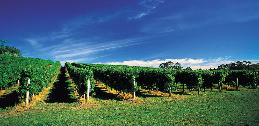 Vineyard Cottages - Kumeu Waimauku Esterno foto